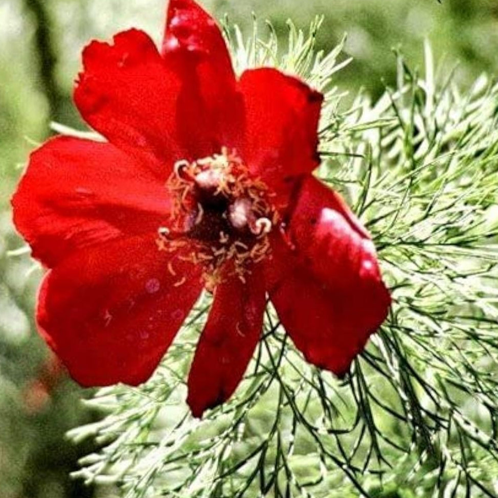 Fern Leaf Peony Seeds up to 50%