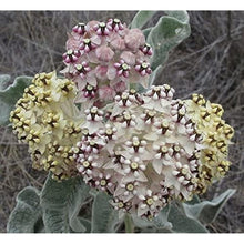 Woollypod Milkweed Seeds