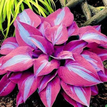 Hosta Elegans Seeds