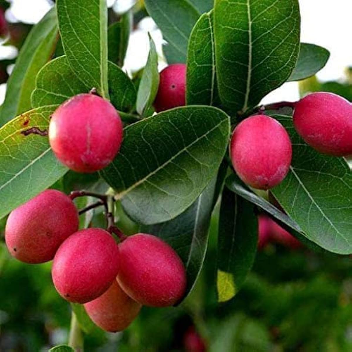Lime Berry Fruit Seeds up to 50%