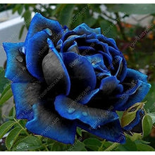 Green Rose Rare Color Perennial Flower Home & Garden Decoration Seeds