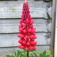 Red Lupin Flower Seeds