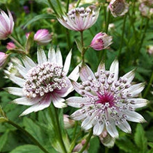 Astrantia Flower Seeds