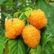 Gold Raspberry Seeds