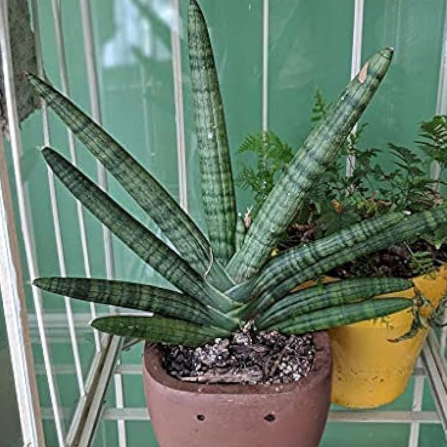 Snake Succulent Plant Seeds up to 50%