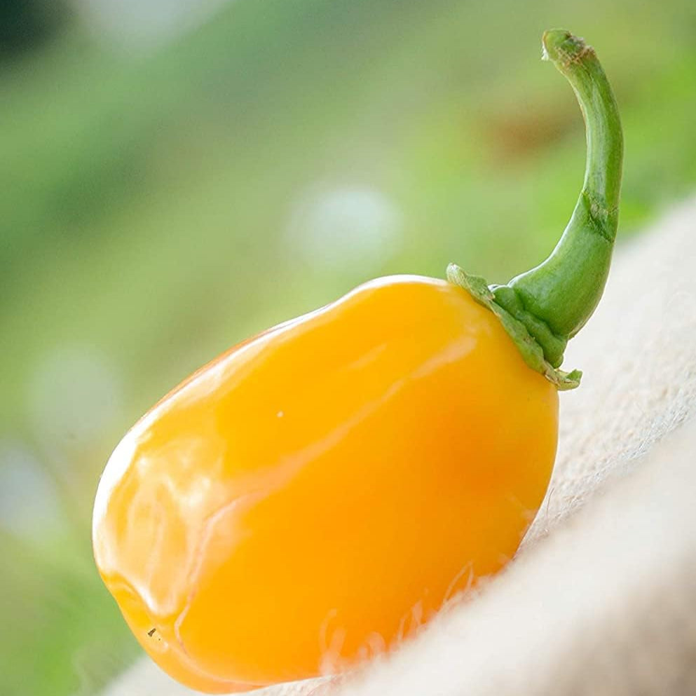 Aji Dulce Yellow Pepper Seeds