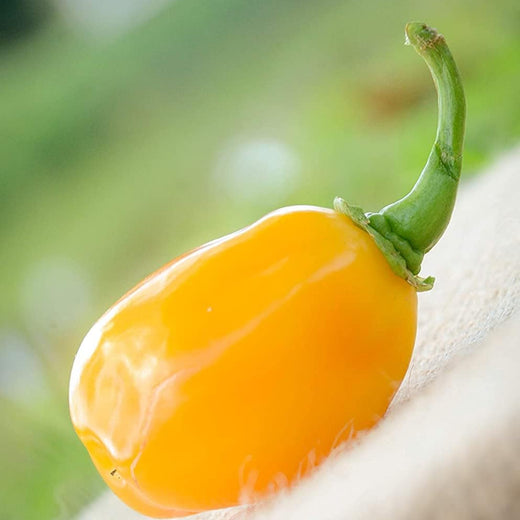 Aji Dulce Yellow Pepper Seeds