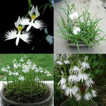 White Egret Orchid Seeds