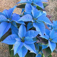 Sky Blue Poinsettia Seeds