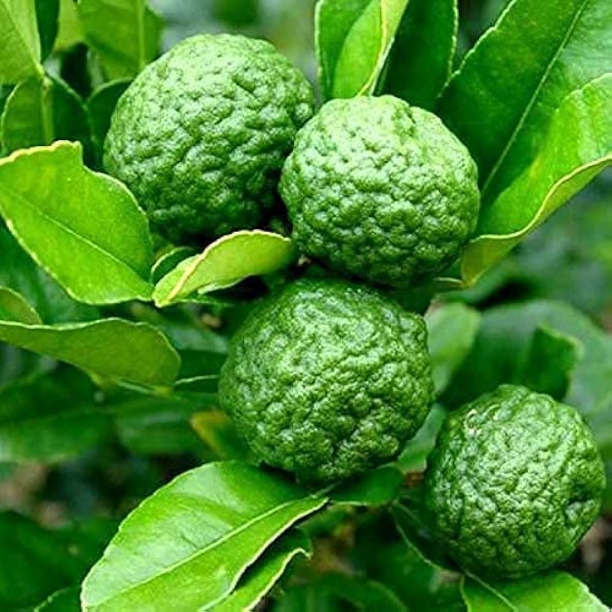 Kaffir Lime Seeds – up to 50%