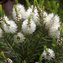 Tea Tree Seeds