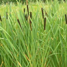 Dwarf Cattail Seeds