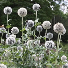 Globe Thistle Seeds - White