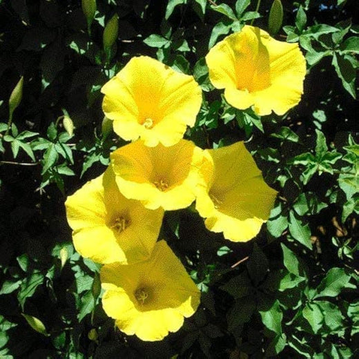 Yellow Morning Glory Seeds
