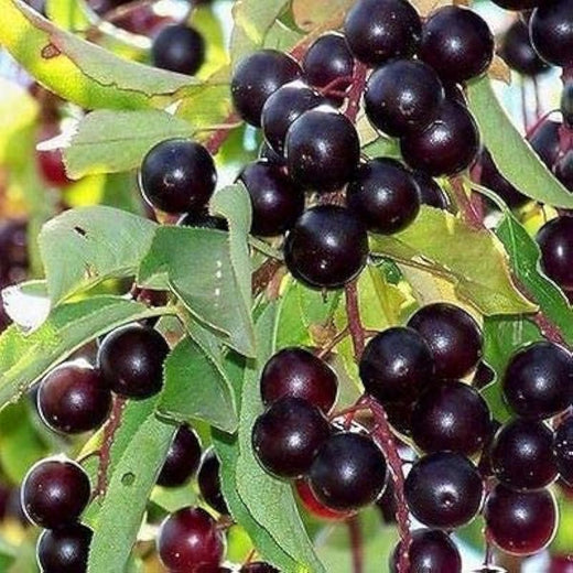 Chokecherry Tree Seeds