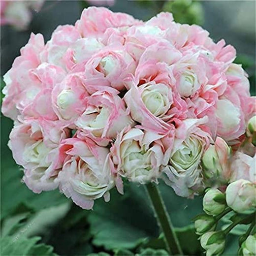 Garden Geranium Flower Seeds