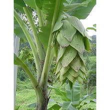 Snow Banana Ornamental Plant Seeds