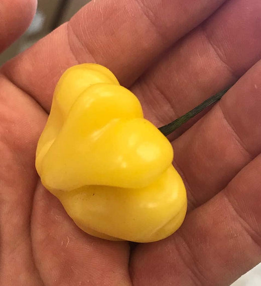 Aji Brazilian Starfish Yellow Hot Pepper Seeds