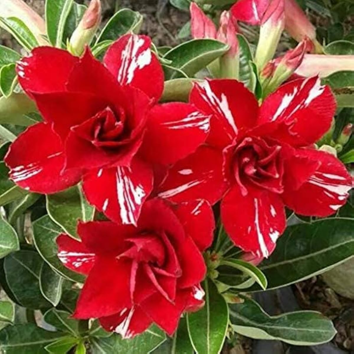 Red Desert Rose Seeds