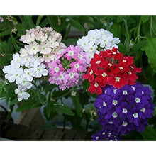 Dwarf Verbena Seeds
