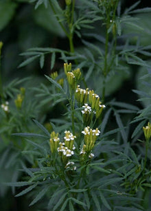 Mint Seeds