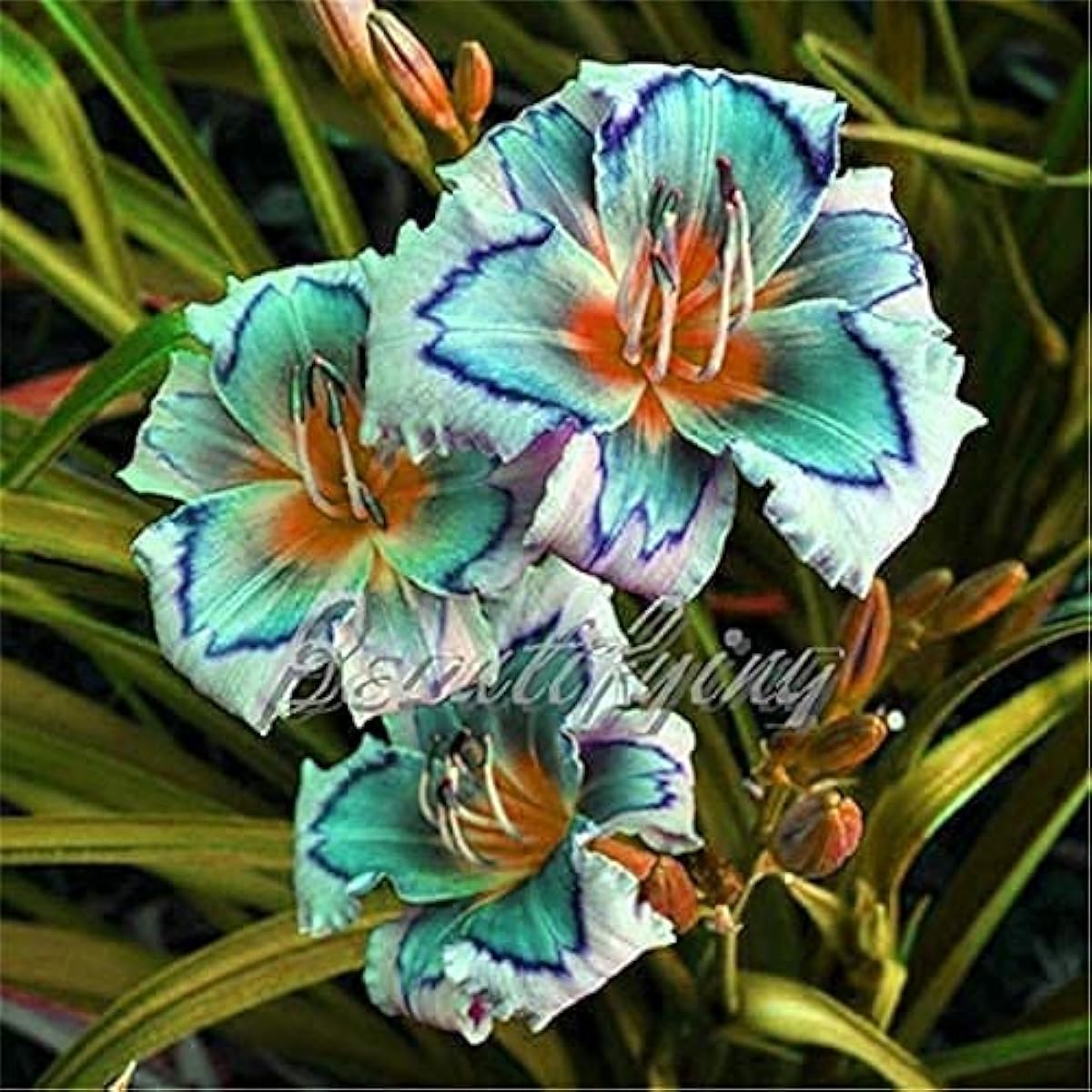 Hybrid Bright Daylily (Hemerocallis)  Seeds