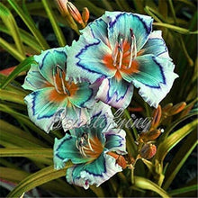 Hybrid Daylily Seeds