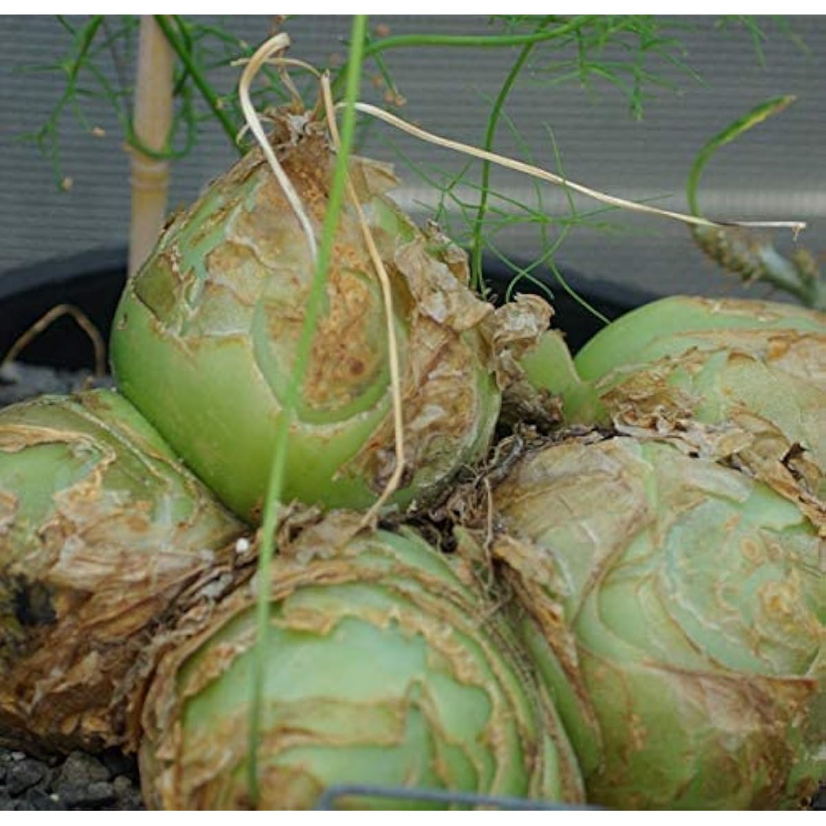 Climbing Onion Plant Seeds up to 50%