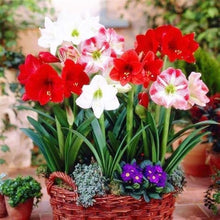 Amaryllis Flower Seeds