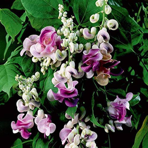 Corkscrew Vine Seeds