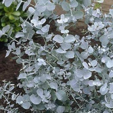 Cider Gum Seeds