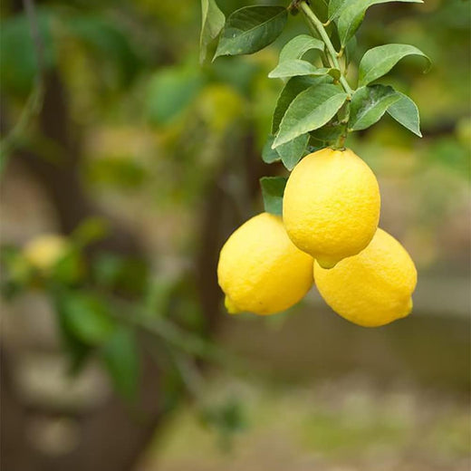 Lemon Tree Seeds