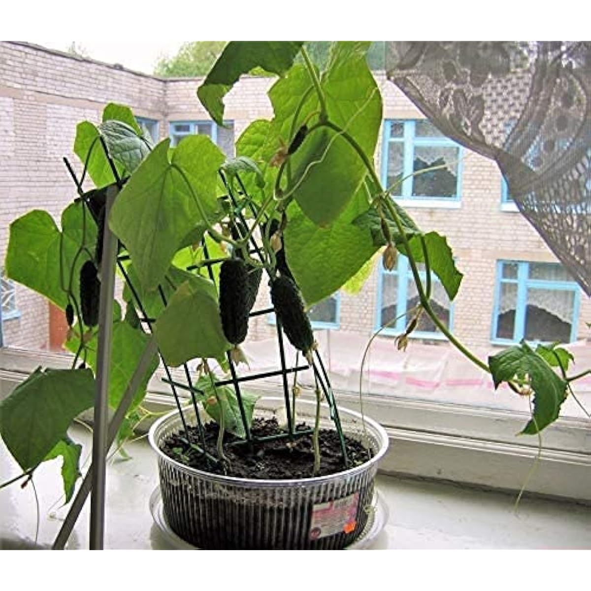 Cucumber seeds up to 50%
