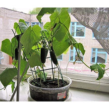 Cucumber Seeds