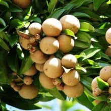 Sapodilla Seeds