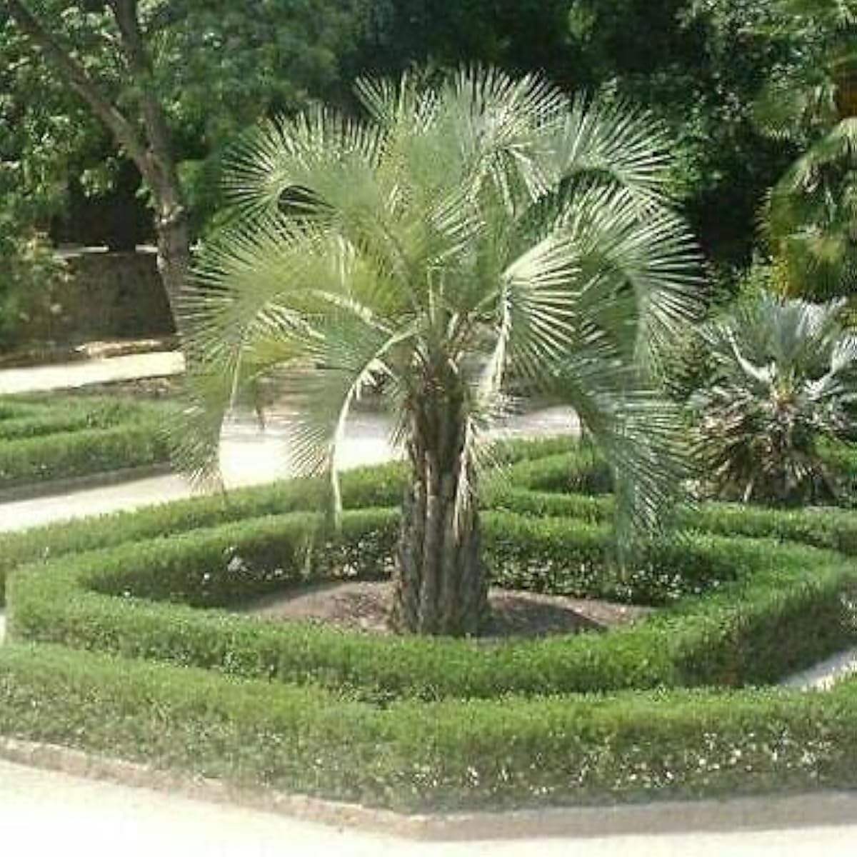 Jelly Palm Tree Seeds up to 50%