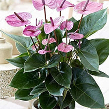 Purple Anthurium Flower Seeds