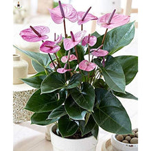 Purple Anthurium Flower Seeds