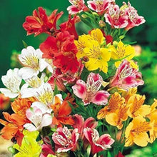 Peruvian Lily Mixed Flower Seeds Vibrant Garden Blooms