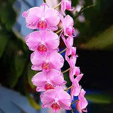 Cymbidium Orchid Seeds Elegant Butterfly Orchid Home & Garden