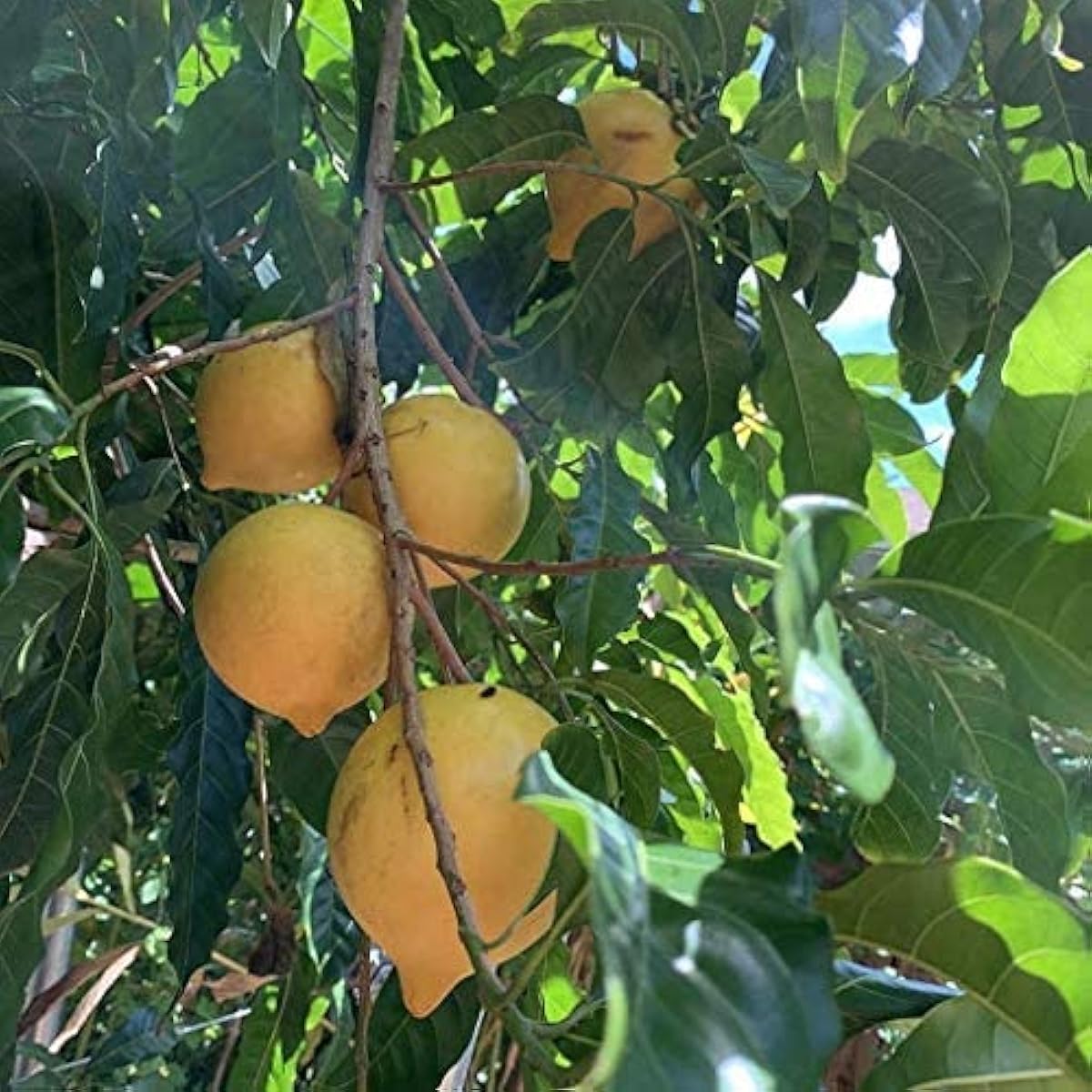 Gold Berry Abiu Seeds up to 50%