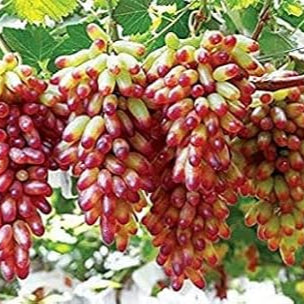 Black Finger Grape Seeds up to 50%