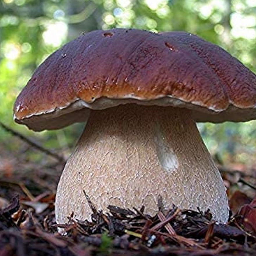 Porcini Mushroom Spores up to 50%