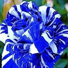 Osiria Rose Seeds - Blue White