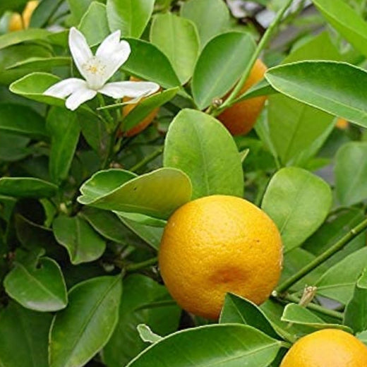 Ponderosa Lemon Seeds