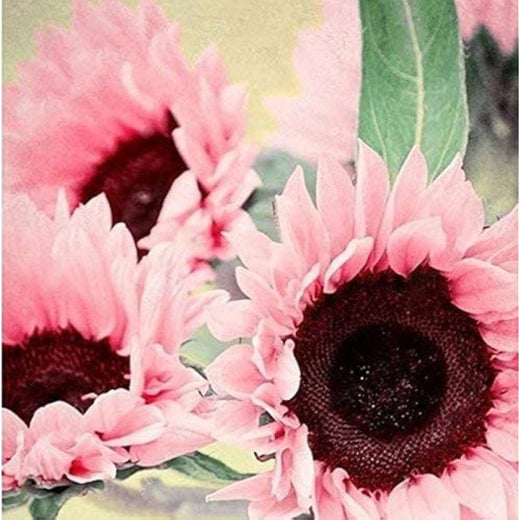 Light Pink Sunflower Seeds