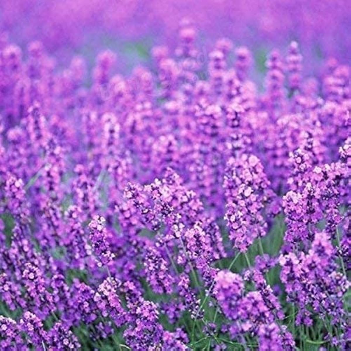 Provence Lavender Seeds up to 50%