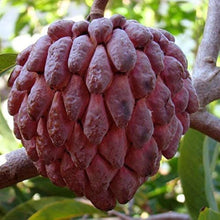 Red Custard Apple Seeds