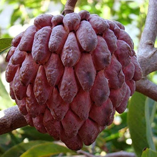 Red Custard Apple Seeds
