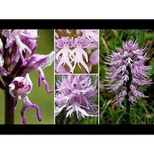 Naked Man Orchid Seeds
